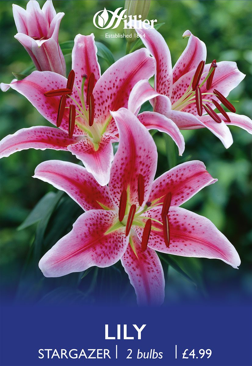 8718641997031 1 Lilium Stargazer.jpg